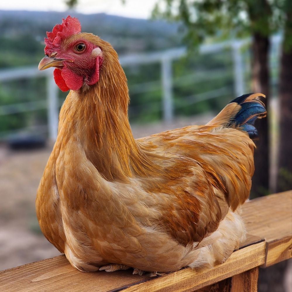 Meet your Posher, Heather